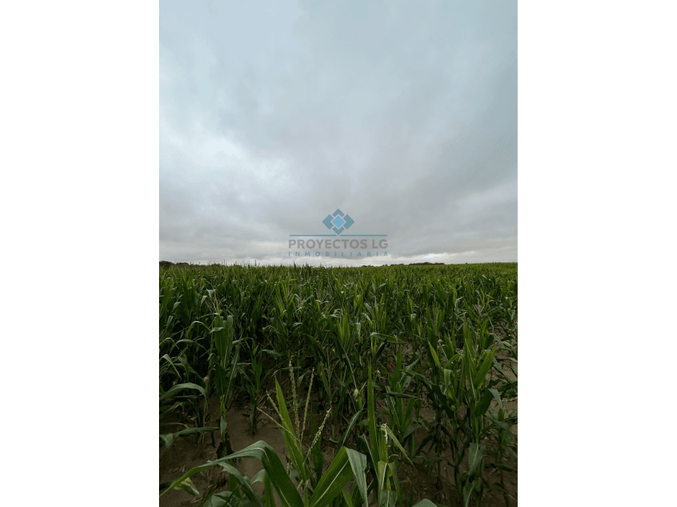 VENTA - CAMPO - 12 HECTAREAS - COLONIA CAROYA - 1