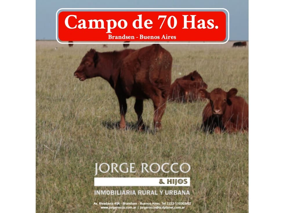 Campo en venta en Brandsen. 70 Has ganaderas - 1