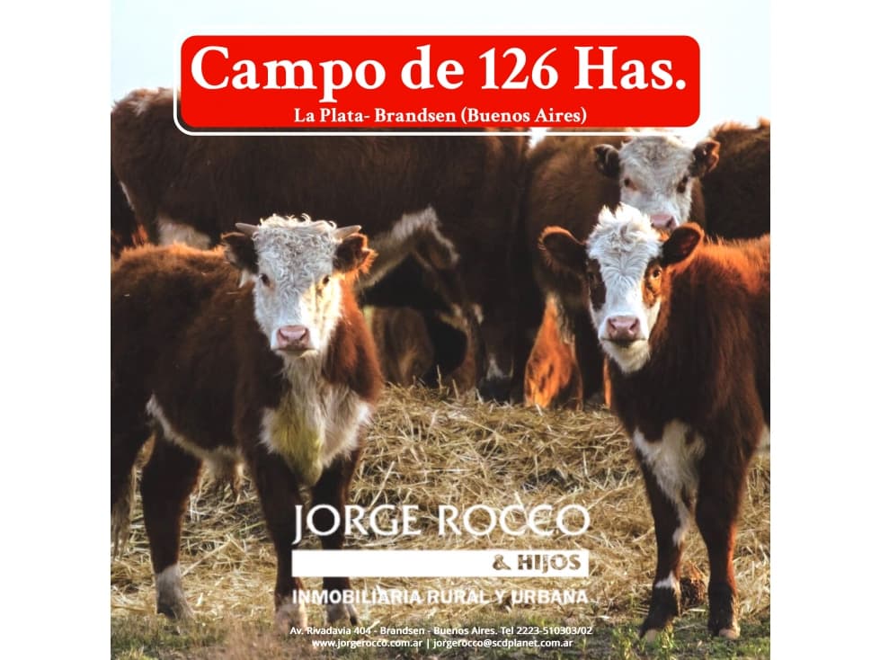 Campo en venta en Brandsen. 126 Has. mixto - 1