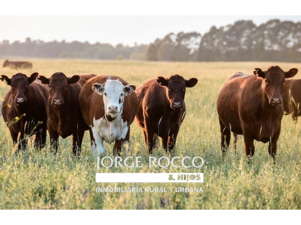 Campo en venta en Brandsen. 127 Has mixto, sobre ruta - 1