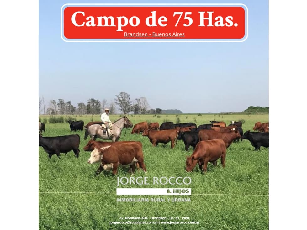 Campo en venta en Brandsen. 75 Has mixto - 1