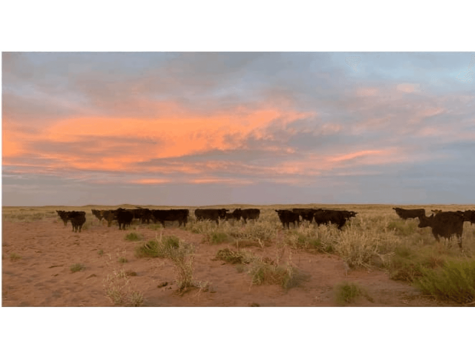 VENTA CAMPO GANADERO 25000 HECTAREAS LA PAMPA Y MENDOZA AGUA - 1