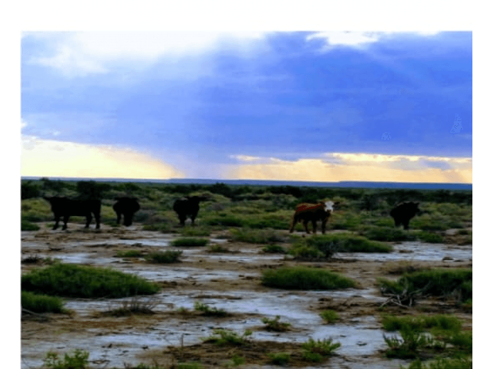 VENTA CAMPO GANADERO LA PAMPA AGUA COSTA RIO ATUEL 30000 HECTAREAS - 1