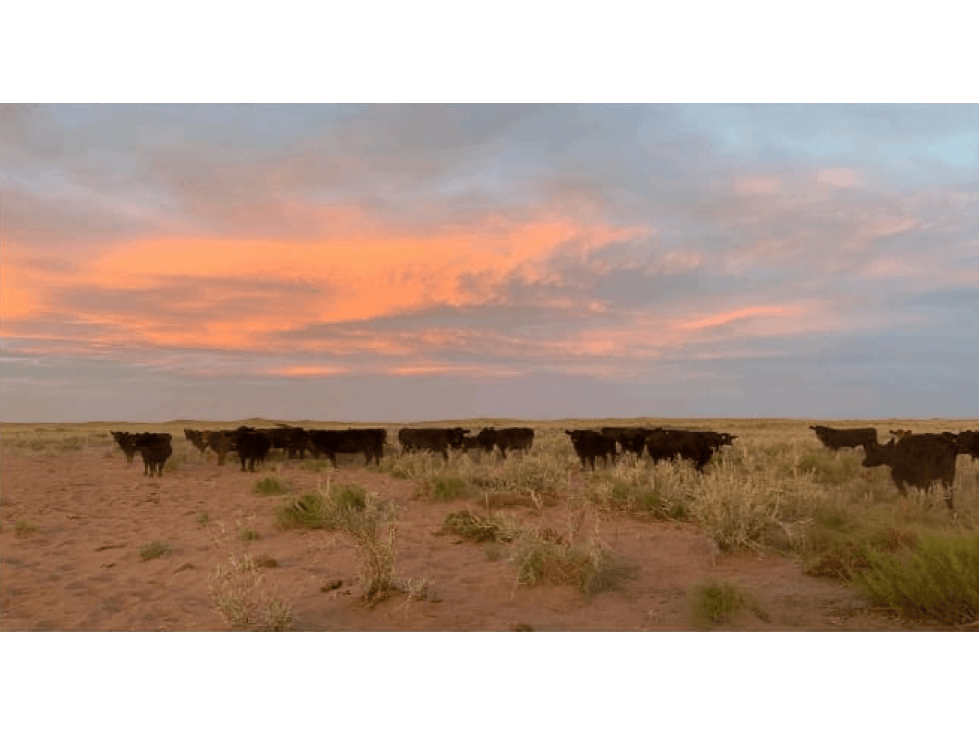 VENTA CAMPO GANADERO EN MENDOZA 28000 HECTAREAS AGUA 1500 madres - 1