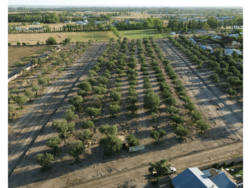 LOTES OLIVOS VIP SAN RAFAEL MENDOZA - 1