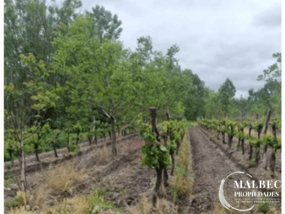 FINCA EN VENTA - TUNUYÁN, MENDOZA - 1