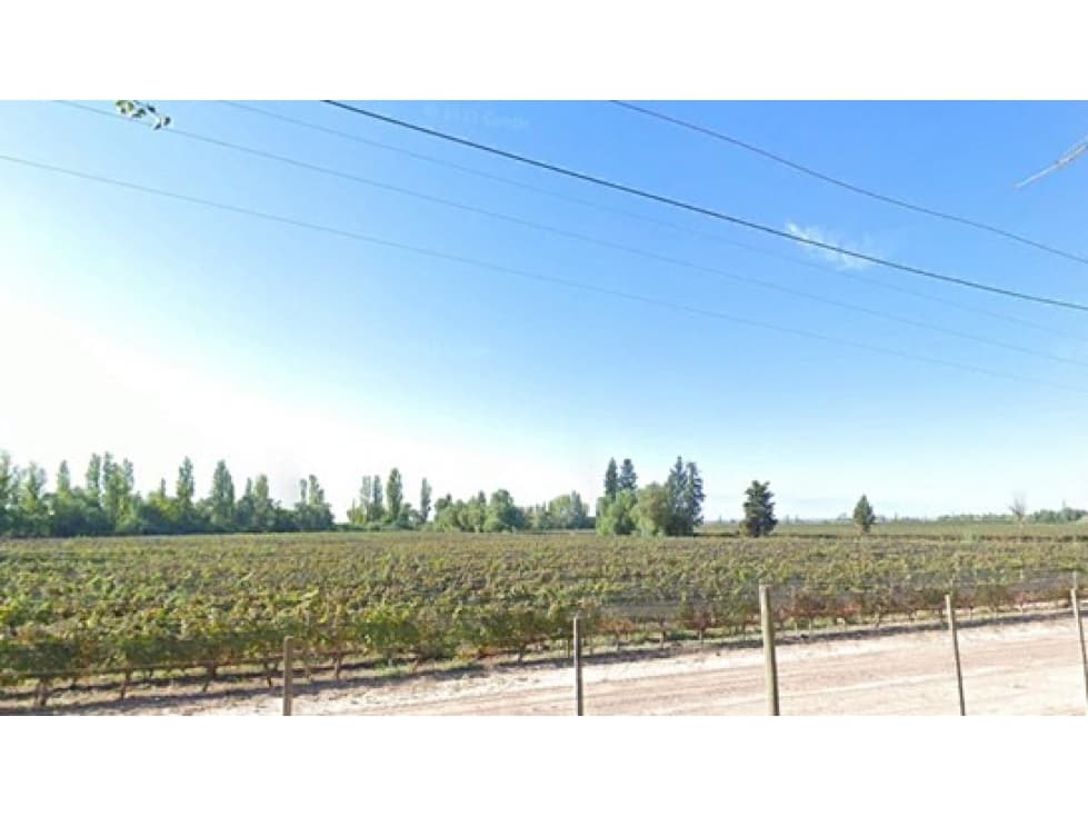 VIÑEDOS EN BARRANCAS MAIPÚ MENDOZA - 1