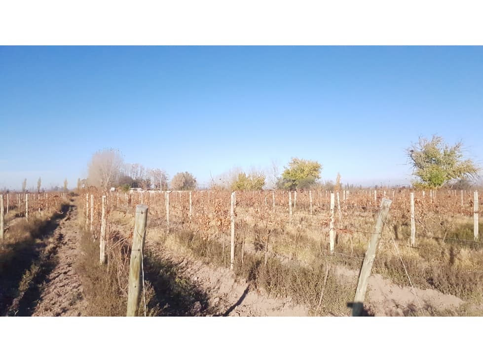 FINCA VIÑEDOS RIVADAVIA - 1
