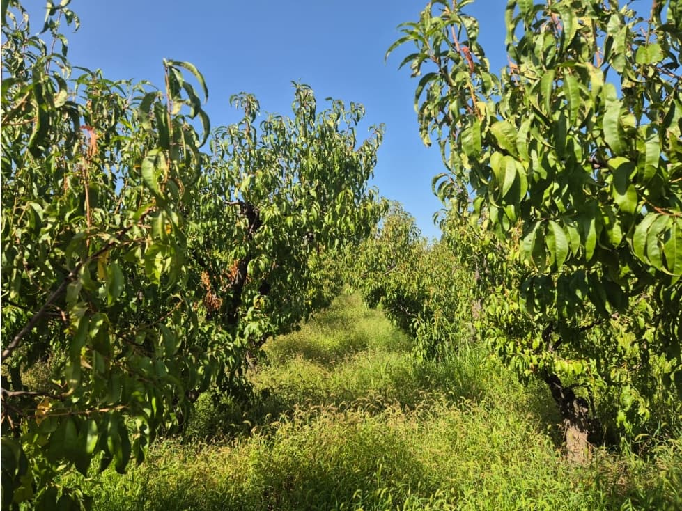 VENDE FINCA SOBRE CALLEJÓN MENACHO, SAN MARTÍN, MENDOZA. - 1