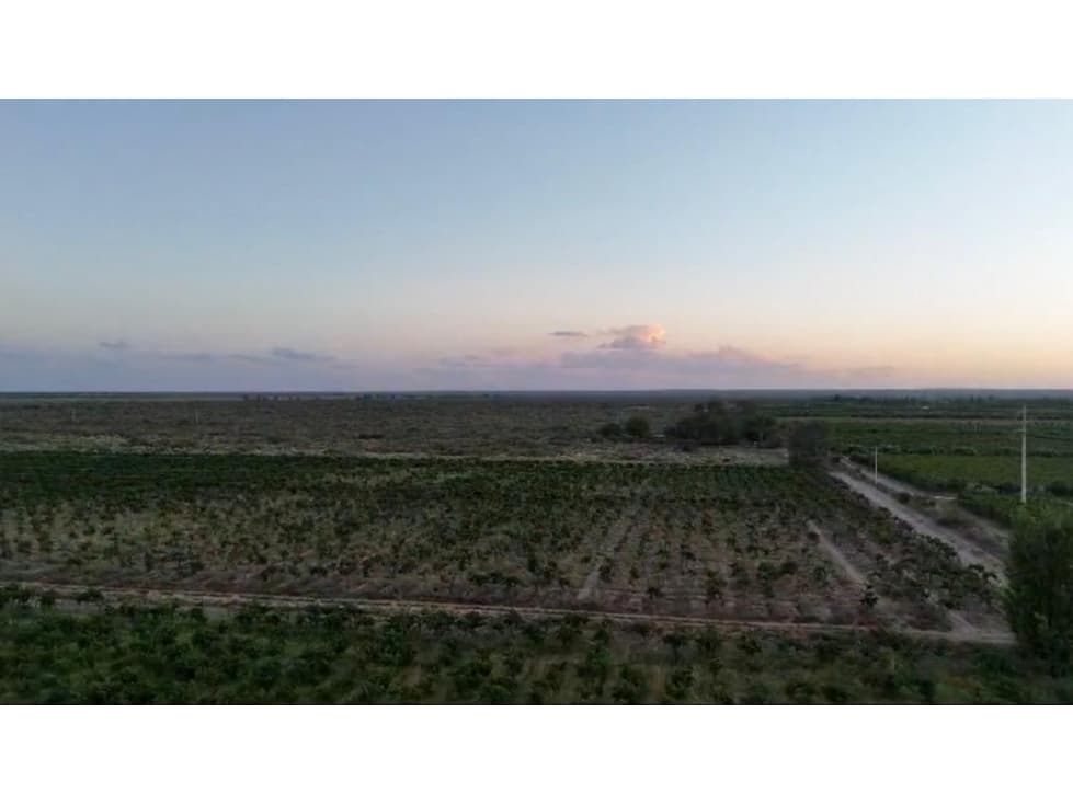 Vendemos Finca 231 Hectáreas, Rivadavia, Mendoza. - 1