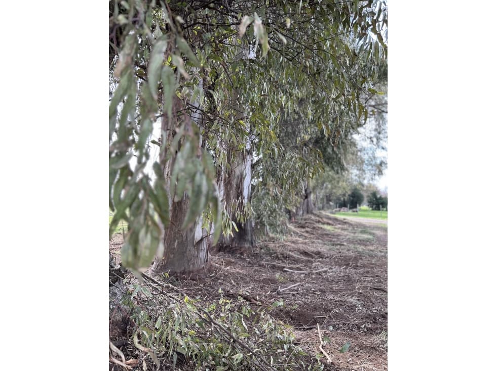 Hermoso Lote Arbolado - 1