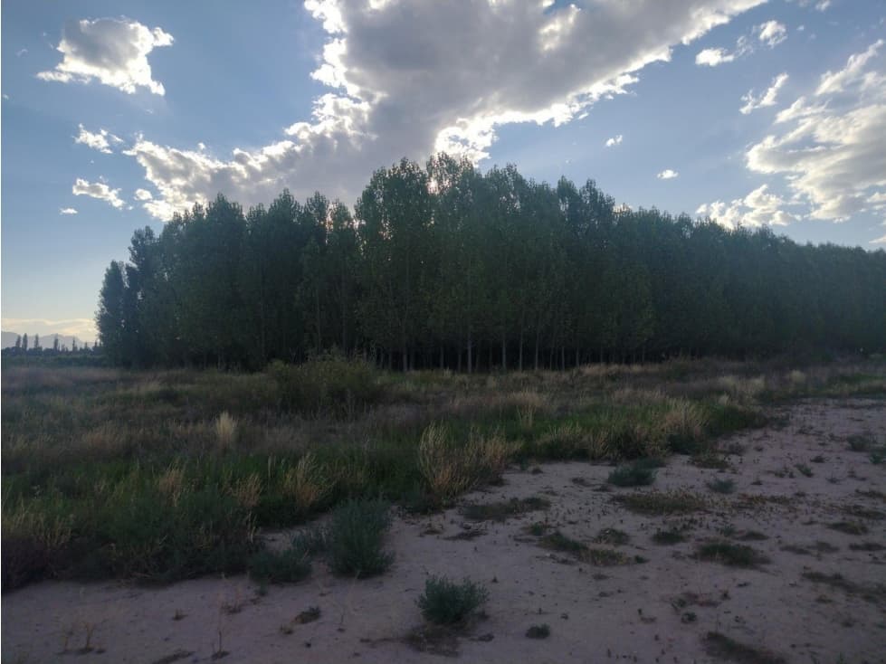 VENDO TERRENO RAMA CAIDA CALLE CUBILLOS - 1