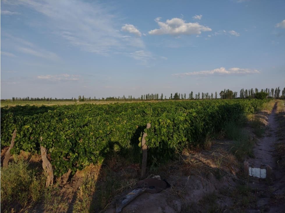 VENDO FINCA VIÑEDOS SAN RAFAEL LAS PAREDES - 1