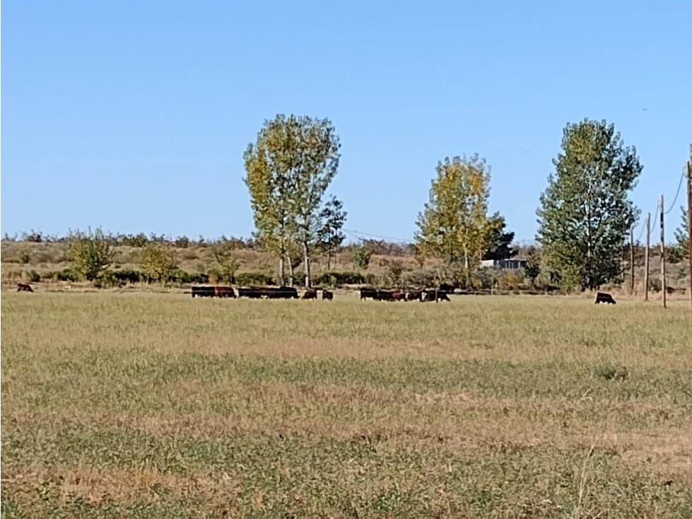 VENDO FINCA CAMPO POTREROS PASTURAS CAÑADA SECA - 1