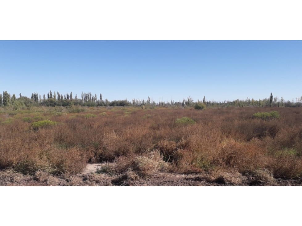 VENDO 5 HECTAREAS LAS AGUADITAS SAN RAFAEL MENDOZA - 1