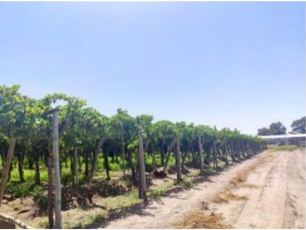VENTA DE FINCA 24,5 HAS EN BUEN ORDEN, SAN MARTÍN, MENDOZA. - 1