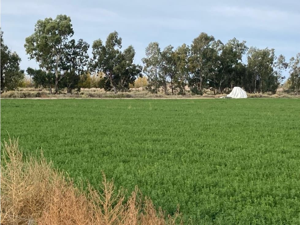 INMOBILIARIA MENDOKEY VENDE FINCA 50HAS EN LA DORMIDA, SANTA ROSA-MZA. - 1