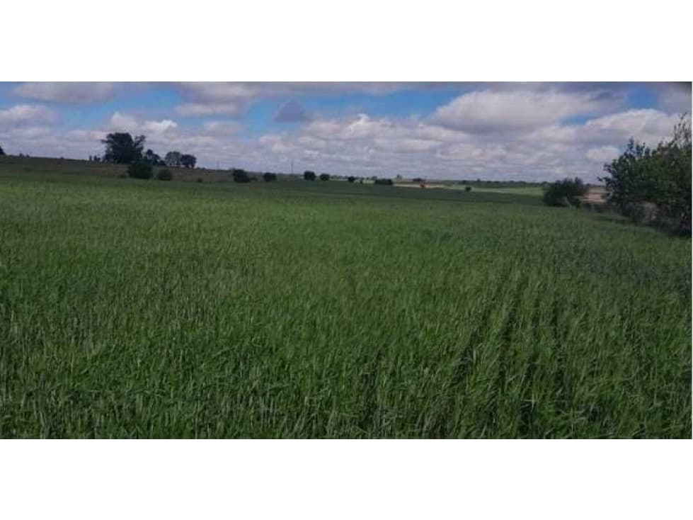 CAMPO 1300 HECTAREAS, AGRICOLA, LA PAZ, ENTRE RIOS, ARGENTINA - 1