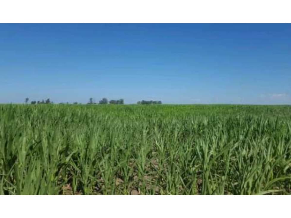 CAMPO 1912 HAS AGRICOLAS, PCIA.CORDOBA, ARGENTINA - 1