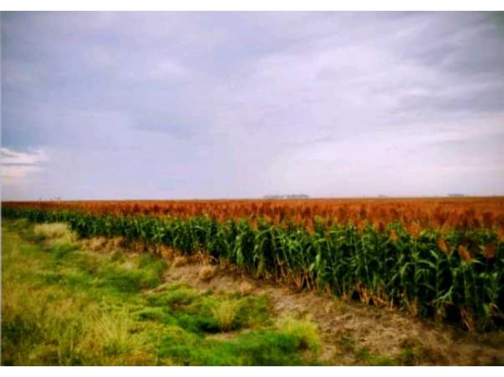 CAMPO 1912 HECTAREAS, AGRICOLA, SAN JUSTO, CORDOBA, ARGENTINA - 1