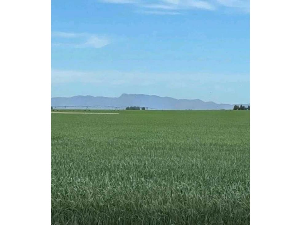 CAMPO 3923 HAS, GANADERO, MARTIN LOYOLA, SAN LUIS, ARGENTINA - 1