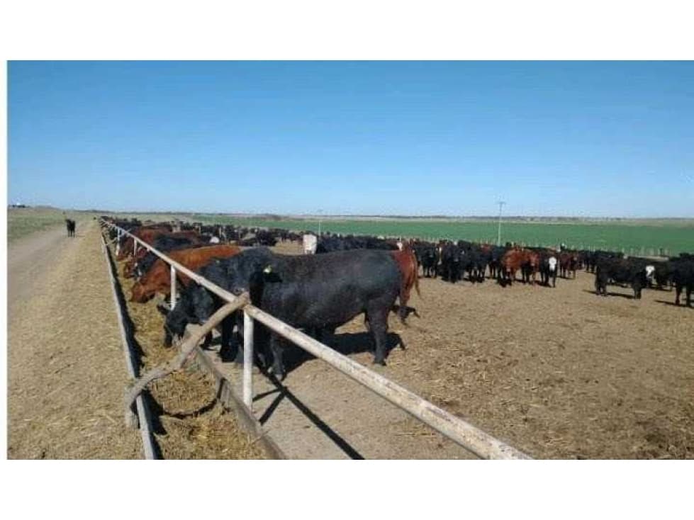 CAMPO 500 HAS AGRICOLAS, BATAVIA, GDOR.DUPUY, SAN LUIS, ARGENTINA - 1