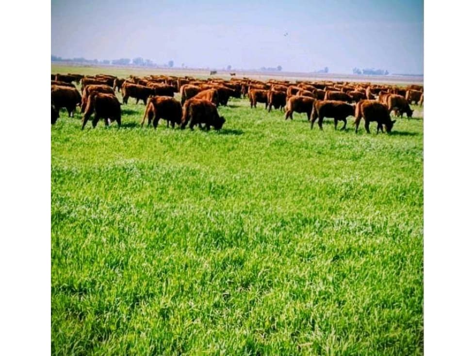 CAMPO 500 HECTAREAS MIXTO, BAHIA BLANCA, BUENOS AIRES, ARGENTINA - 1