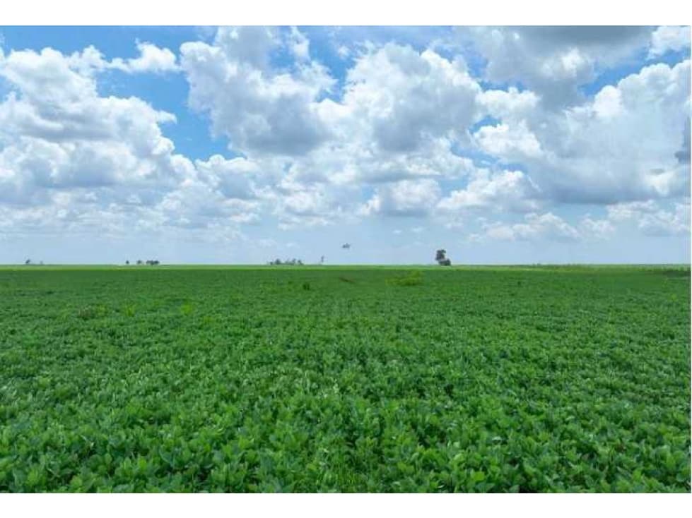 CAMPO 525 HAS AGRICOLAS, CORDOBA, PCIA DE CORDOBA, ARGENTINA - 1