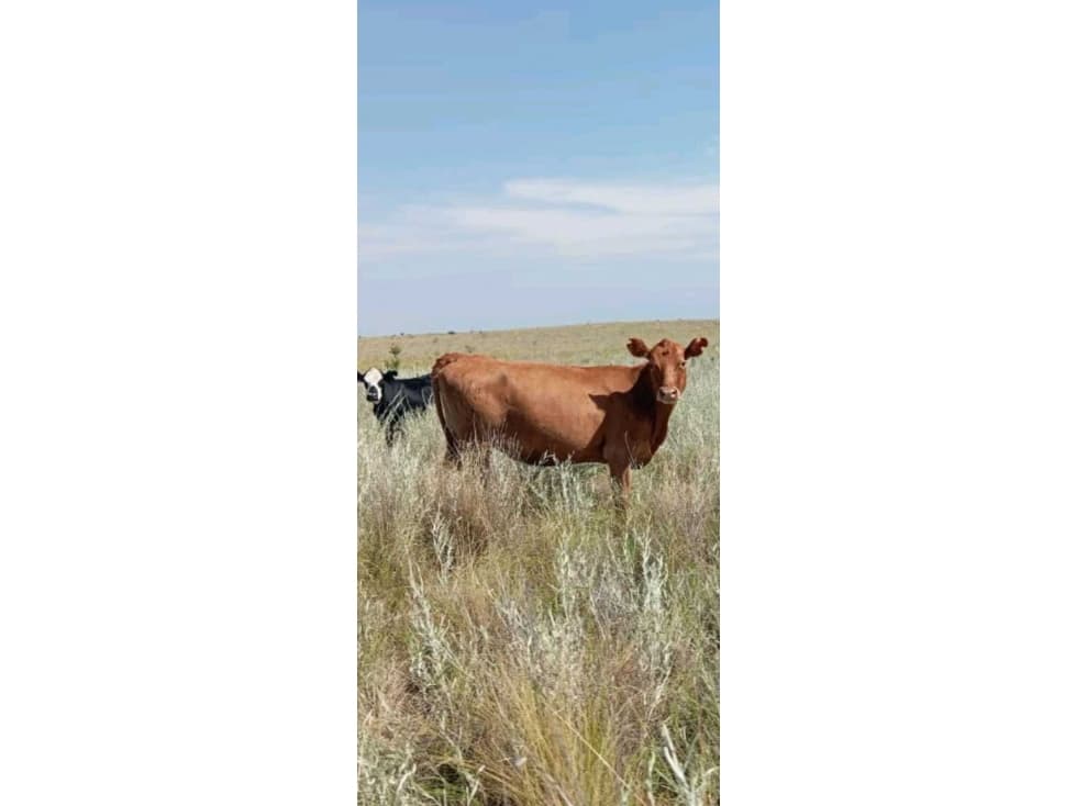 CAMPO 6000 HAS GANADERAS, GOBERNADOR DUPUY, SAN LUIS, ARGENTINA - 1