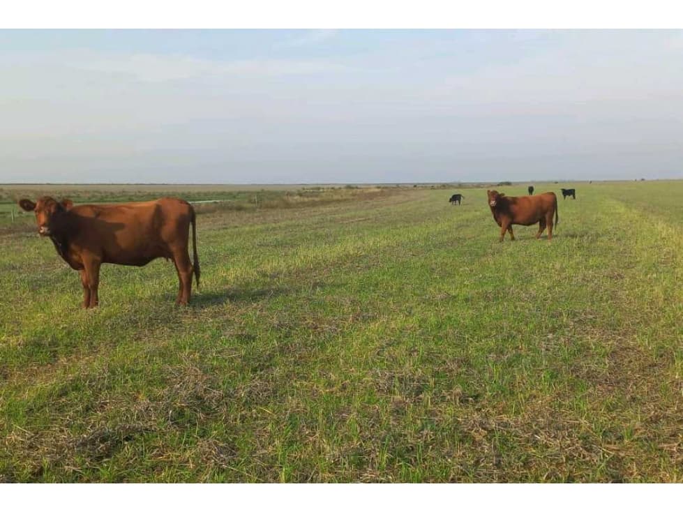 CAMPO CONCORDIA, ENTRE RIOS, ARGENTINA - 1