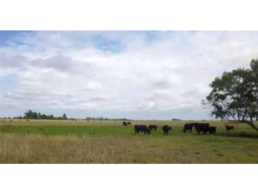 CAMPO DE 71 HECTAREAS EN JOSE FERRARI, PARTIDO DE MAGDALENA, BS.AS - 1