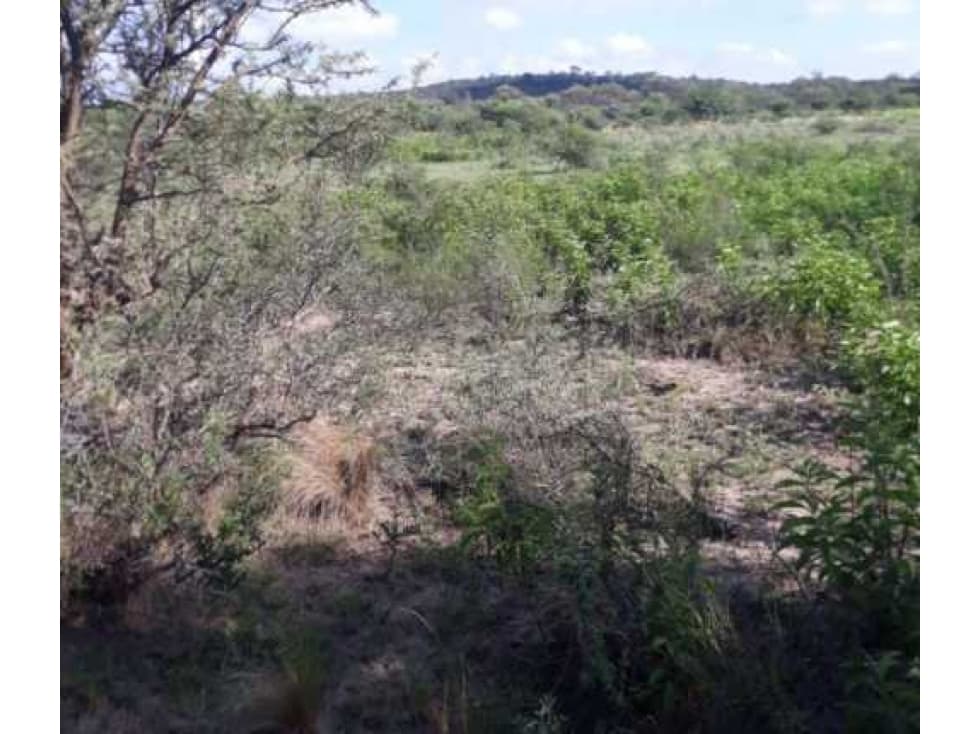 CAMPO EN TANINGA, PCIA.DE CORDOBA, ARGENTINA - 1