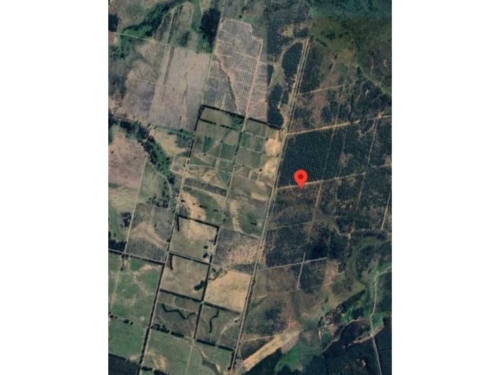 CAMPO PARA FORESTACION 133 HAS, CONCORDIA, ENTRE RIOS,0ARGENTINA - 1