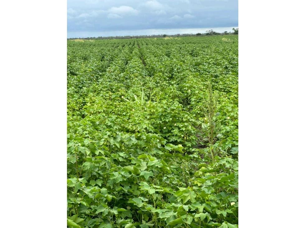 CAMPO 1300 HAS, AGRICOLAS, SANTIAGO DEL ESTERO, ARGENTINA - 1