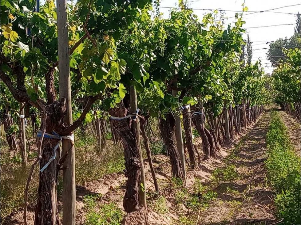 ¡OPORTUNIDAD ÚNICA! VENTA FINCA 5 HAS PHILLIPS, JUNÍN - 1