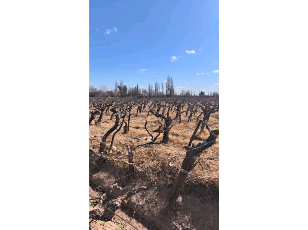 VENDE FINCA 45,6 HAS EN ING. GUSTAVO ANDRÉ, LAVALLE MENDOZA - 1