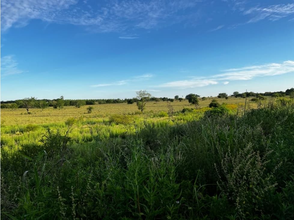 Vendo Campo 24 Has en Autovía 14 Concepción del Uruguay Entre Ríos - 1
