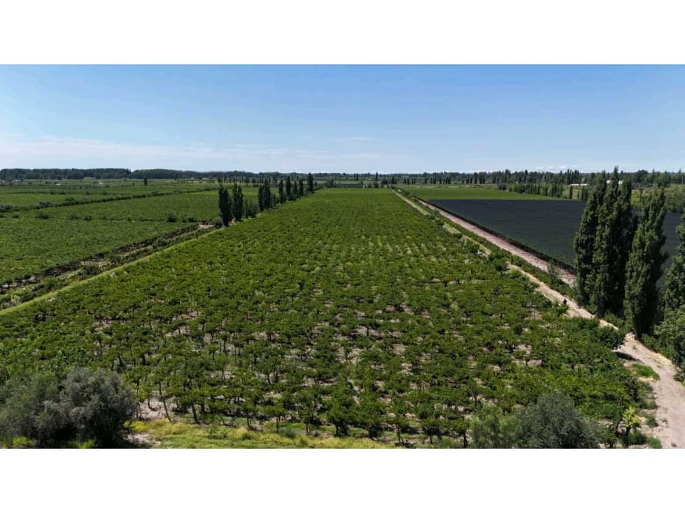 VENTA DE EXCELENTE FINCA 6 HAS - PHILLIP , JUNIN- MZA. - 1