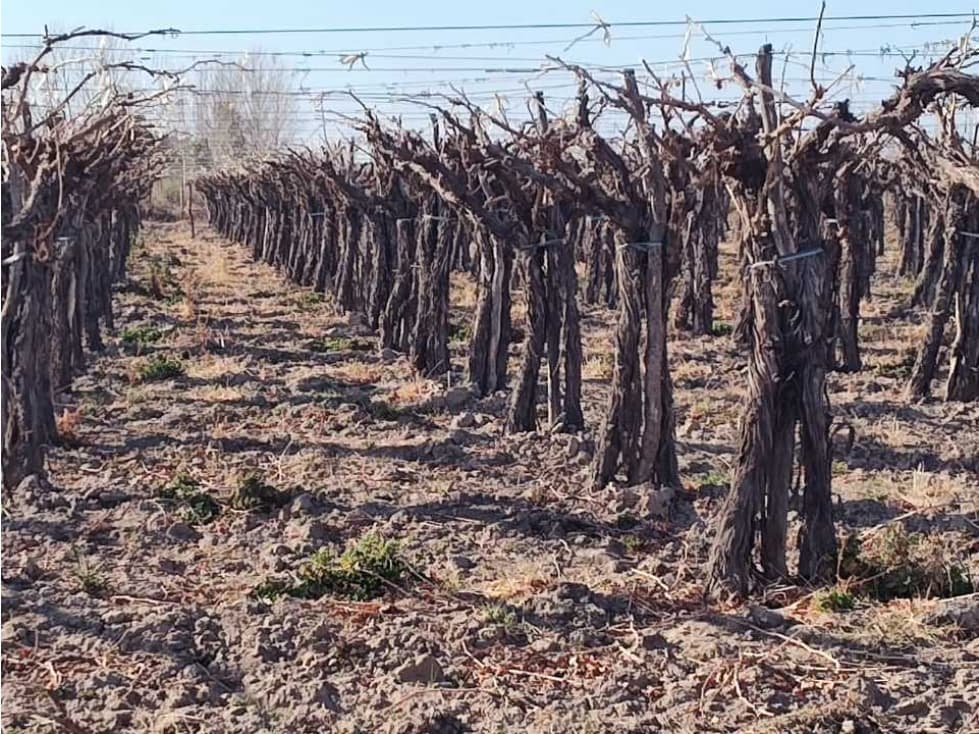 VENTA DE EXCELENTE FINCA 8 HAS DE PARRAL, EN MUNDO NUEVO, JUNÍN- MZA. - 1