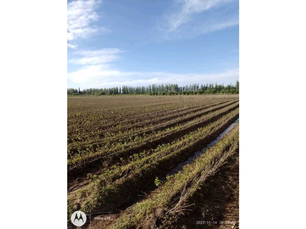 VENTA DE FINCA 10 HAS Y 1458 M2- LA CENTRAL, RIVADAVIA, MZA - 1