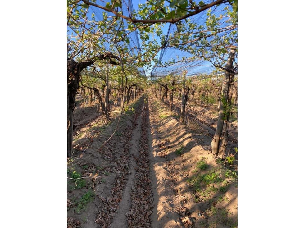 VENTA DE FINCA 12 HAS EN CALLE LOS GUINDOS, RIVADAVIA-MZA - 1