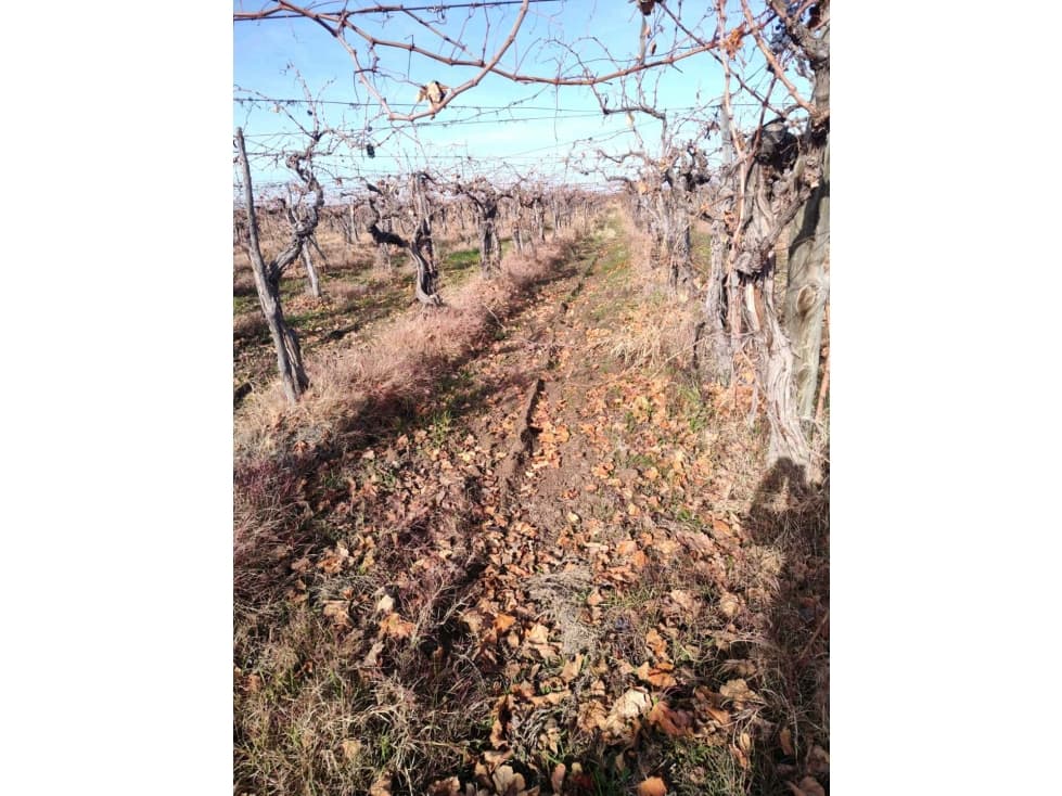 VENTA DE FINCA 21 HAS EN ANDRADE - RIVADAVIA, MENDOZA. - 1