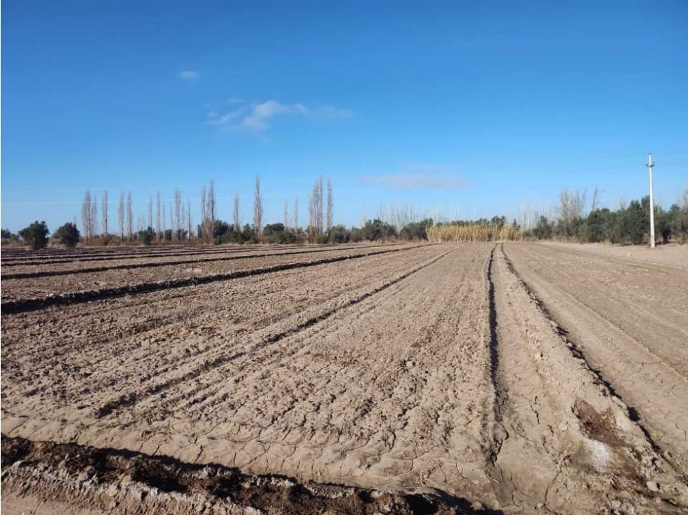 VENTA DE EXCELENTE FINCA 21 HAS EN CALLE SALADO, RIVADAVIA- MZA. - 1