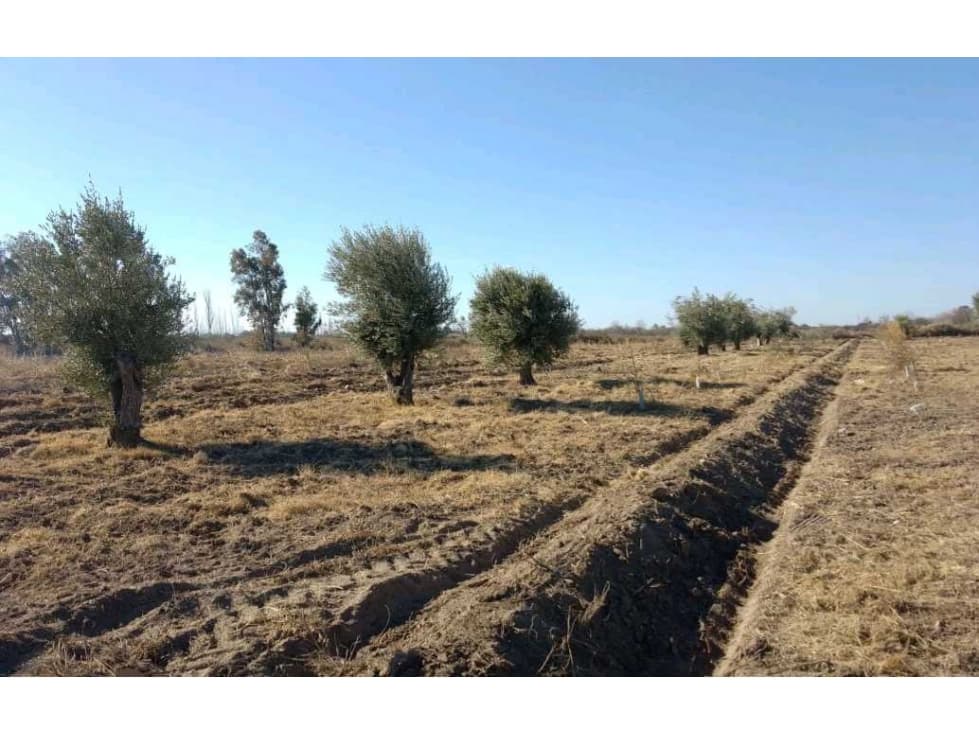 VENTA DE FINCA 22 HAS EN CARRIL BUEN ORDEN- SAN MARTIN, MZA - 1