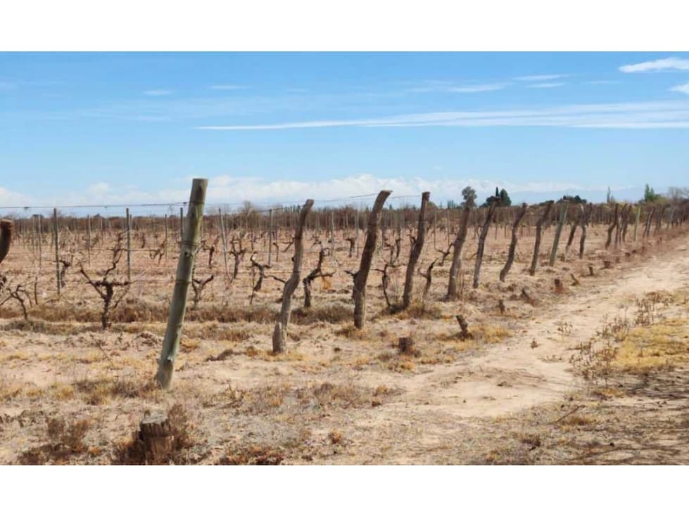 VENTA DE FINCA 15.3 HAS SOBRE RUTA 60 Y 71, JUNIN-MZA - 1