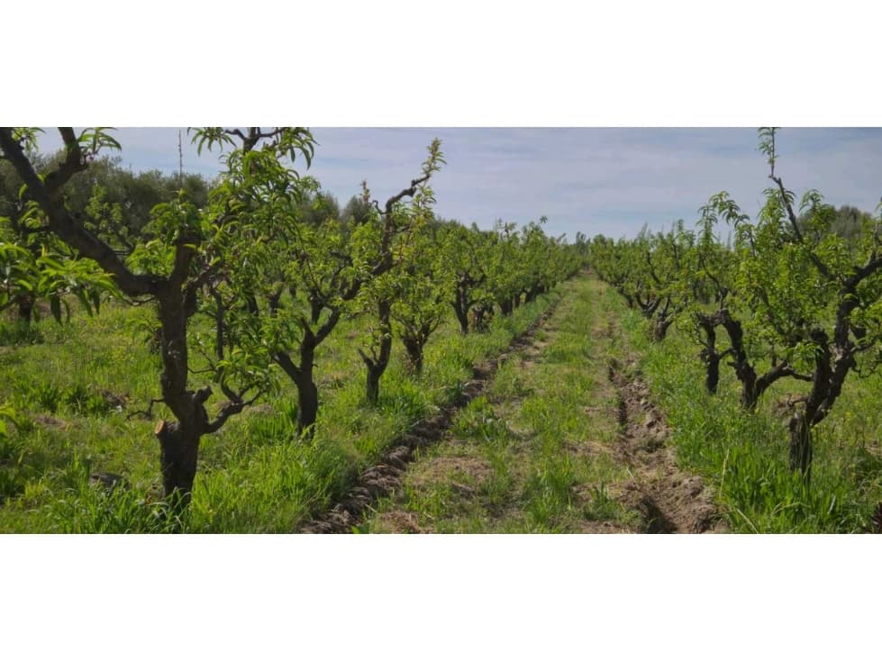 VENTA DE FINCA 3.8 HAS - ING. GIAGNONI, JUNIN,MZA - 1