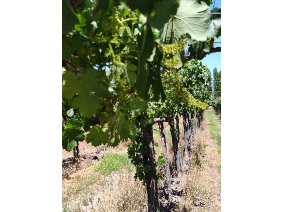 VENTA DE FINCA 4,8 HAS EN LAS VIOLETAS, LAVALLE- MENDOZA. - 1