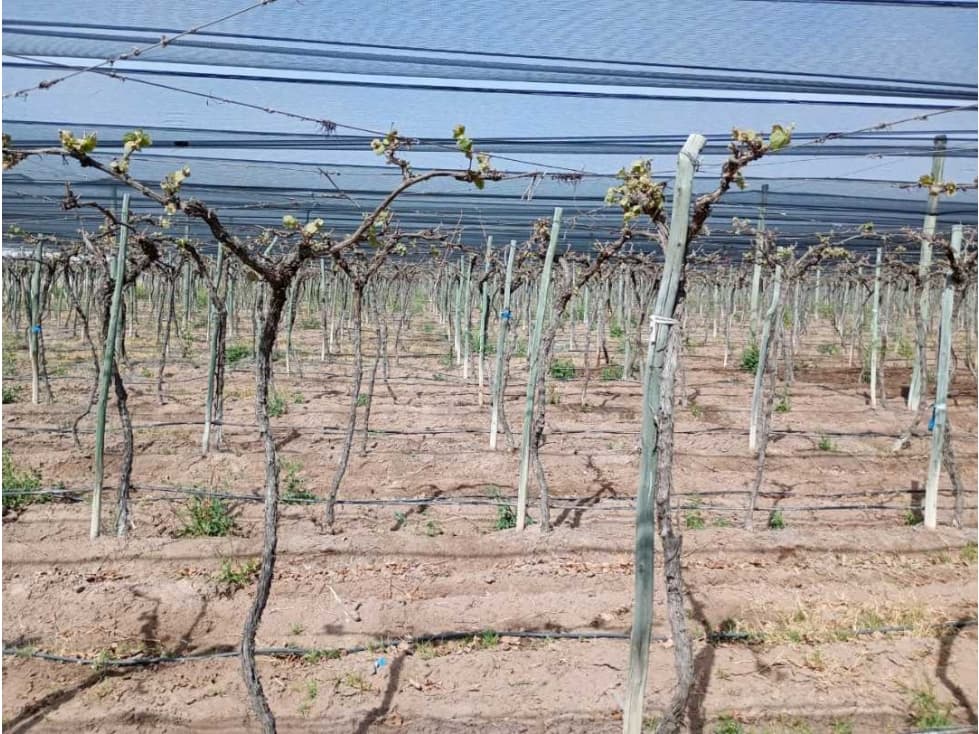 VENTA DE FINCA 50 HAS EN EL MARCADO- SANTA ROSA - 1