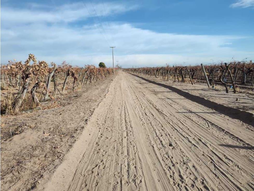 VENTA DE FINCA 50 HAS EN EL MIRADOR, RIVADAVIA, MZA . - 1