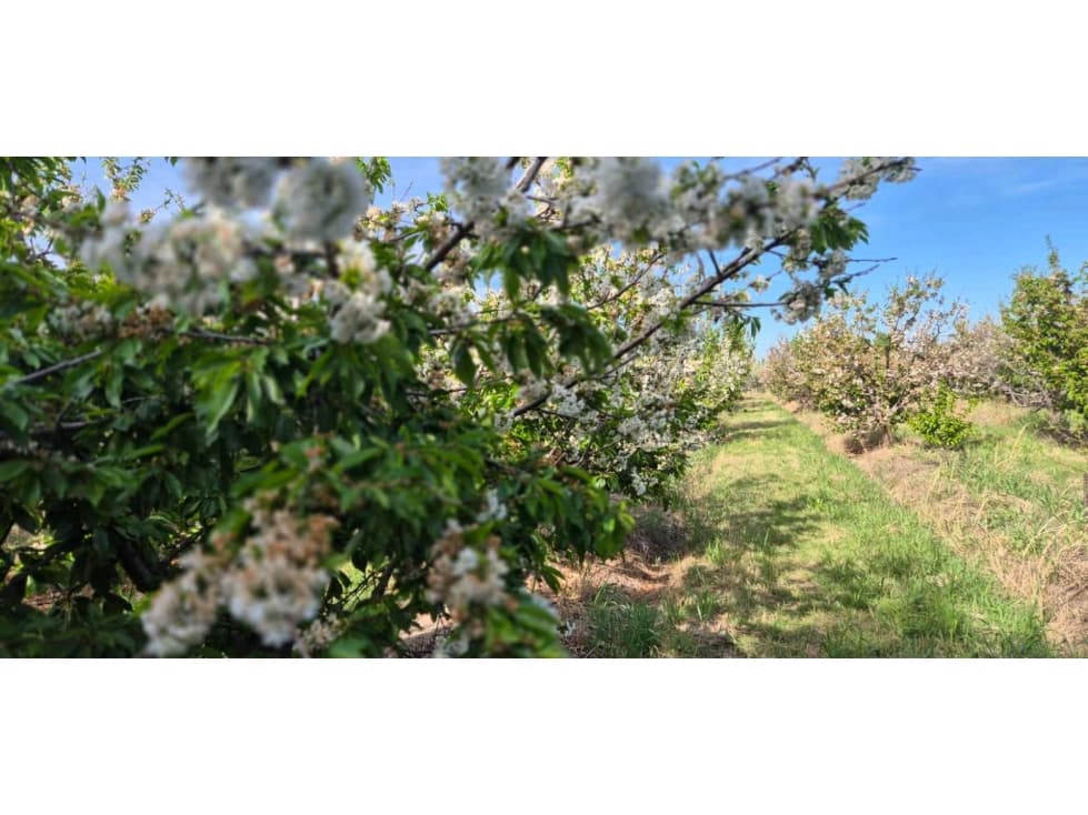 VENTA DE FINCA 6.15 HAS - ING. GIAGNONI, JUNIN - 1